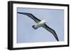 Argentina. Tierra Del Fuego. Black Browed Albatross in Flight-Inger Hogstrom-Framed Photographic Print