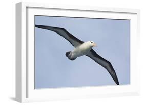 Argentina. Tierra Del Fuego. Black Browed Albatross in Flight-Inger Hogstrom-Framed Photographic Print