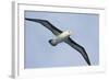 Argentina. Tierra Del Fuego. Black Browed Albatross in Flight-Inger Hogstrom-Framed Photographic Print