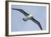 Argentina. Tierra Del Fuego. Black Browed Albatross in Flight-Inger Hogstrom-Framed Photographic Print