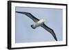 Argentina. Tierra Del Fuego. Black Browed Albatross in Flight-Inger Hogstrom-Framed Photographic Print