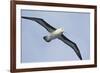 Argentina. Tierra Del Fuego. Black Browed Albatross in Flight-Inger Hogstrom-Framed Photographic Print