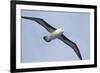 Argentina. Tierra Del Fuego. Black Browed Albatross in Flight-Inger Hogstrom-Framed Photographic Print