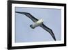 Argentina. Tierra Del Fuego. Black Browed Albatross in Flight-Inger Hogstrom-Framed Photographic Print