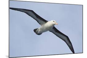 Argentina. Tierra Del Fuego. Black Browed Albatross in Flight-Inger Hogstrom-Mounted Photographic Print