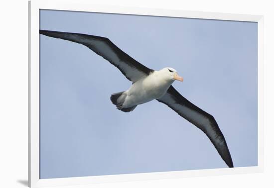 Argentina. Tierra Del Fuego. Black Browed Albatross in Flight-Inger Hogstrom-Framed Photographic Print