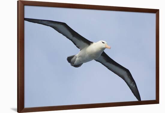 Argentina. Tierra Del Fuego. Black Browed Albatross in Flight-Inger Hogstrom-Framed Photographic Print