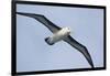 Argentina. Tierra Del Fuego. Black Browed Albatross in Flight-Inger Hogstrom-Framed Photographic Print