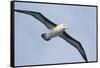 Argentina. Tierra Del Fuego. Black Browed Albatross in Flight-Inger Hogstrom-Framed Stretched Canvas