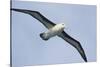 Argentina. Tierra Del Fuego. Black Browed Albatross in Flight-Inger Hogstrom-Stretched Canvas