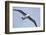 Argentina. Tierra Del Fuego. Black Browed Albatross in Flight-Inger Hogstrom-Framed Photographic Print