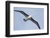 Argentina. Tierra Del Fuego. Black Browed Albatross in Flight-Inger Hogstrom-Framed Photographic Print