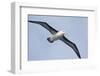 Argentina. Tierra Del Fuego. Black Browed Albatross in Flight-Inger Hogstrom-Framed Photographic Print