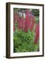 Argentina. Tierra Del Fuego. Ushuaia-Inger Hogstrom-Framed Photographic Print