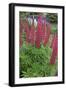 Argentina. Tierra Del Fuego. Ushuaia-Inger Hogstrom-Framed Photographic Print