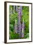 Argentina. Tierra Del Fuego. Ushuaia-Inger Hogstrom-Framed Photographic Print