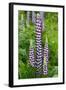 Argentina. Tierra Del Fuego. Ushuaia-Inger Hogstrom-Framed Photographic Print