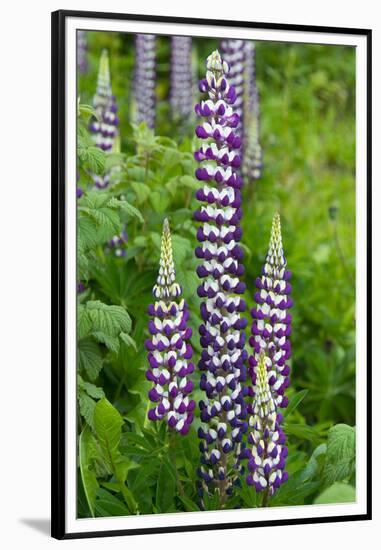 Argentina. Tierra Del Fuego. Ushuaia-Inger Hogstrom-Framed Premium Photographic Print