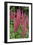 Argentina. Tierra Del Fuego. Ushuaia-Inger Hogstrom-Framed Photographic Print