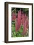 Argentina. Tierra Del Fuego. Ushuaia-Inger Hogstrom-Framed Photographic Print