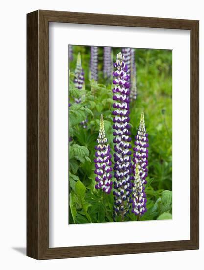 Argentina. Tierra Del Fuego. Ushuaia-Inger Hogstrom-Framed Photographic Print