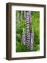 Argentina. Tierra Del Fuego. Ushuaia-Inger Hogstrom-Framed Photographic Print