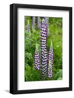 Argentina. Tierra Del Fuego. Ushuaia-Inger Hogstrom-Framed Photographic Print