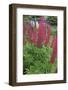 Argentina. Tierra Del Fuego. Ushuaia-Inger Hogstrom-Framed Photographic Print