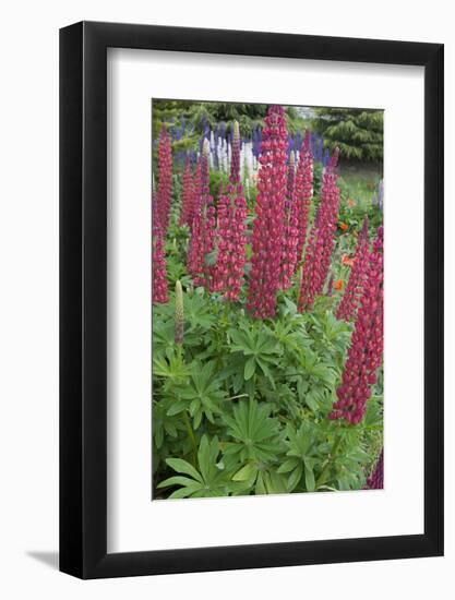 Argentina. Tierra Del Fuego. Ushuaia-Inger Hogstrom-Framed Photographic Print