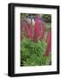 Argentina. Tierra Del Fuego. Ushuaia-Inger Hogstrom-Framed Photographic Print