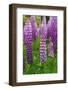 Argentina. Tierra Del Fuego. Ushuaia-Inger Hogstrom-Framed Photographic Print