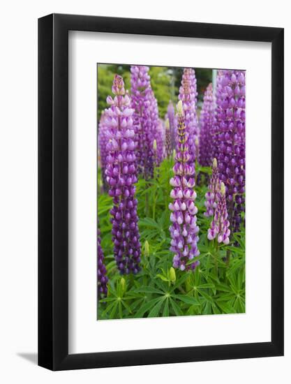 Argentina. Tierra Del Fuego. Ushuaia-Inger Hogstrom-Framed Photographic Print