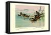 Argentine and Peruvian Ruddy Ducks-Allan Brooks-Framed Stretched Canvas