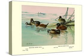 Argentine and Peruvian Ruddy Ducks-Allan Brooks-Stretched Canvas