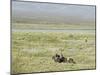 Argentine Cowboys in the Pampas, Near Malargue, Argentina, South America-McCoy Aaron-Mounted Photographic Print