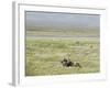 Argentine Cowboys in the Pampas, Near Malargue, Argentina, South America-McCoy Aaron-Framed Photographic Print