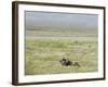 Argentine Cowboys in the Pampas, Near Malargue, Argentina, South America-McCoy Aaron-Framed Photographic Print