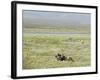 Argentine Cowboys in the Pampas, Near Malargue, Argentina, South America-McCoy Aaron-Framed Photographic Print