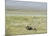 Argentine Cowboys in the Pampas, Near Malargue, Argentina, South America-McCoy Aaron-Mounted Photographic Print