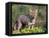 Argentine Grey Fox, Torres del Paine National Park, Chile-Art Wolfe-Framed Stretched Canvas