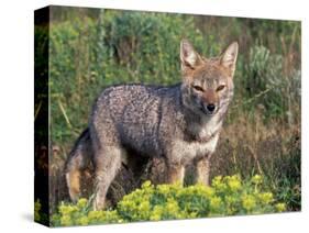 Argentine Grey Fox, Torres del Paine National Park, Chile-Art Wolfe-Stretched Canvas