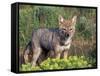 Argentine Grey Fox, Torres del Paine National Park, Chile-Art Wolfe-Framed Stretched Canvas