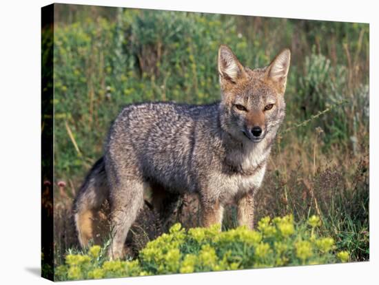 Argentine Grey Fox, Torres del Paine National Park, Chile-Art Wolfe-Stretched Canvas