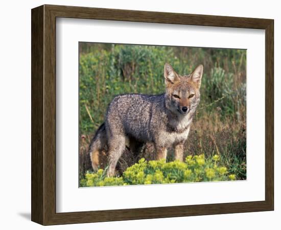 Argentine Grey Fox, Torres del Paine National Park, Chile-Art Wolfe-Framed Photographic Print