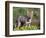 Argentine Grey Fox, Torres del Paine National Park, Chile-Art Wolfe-Framed Photographic Print