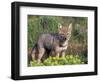 Argentine Grey Fox, Torres del Paine National Park, Chile-Art Wolfe-Framed Photographic Print