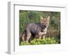 Argentine Grey Fox, Torres del Paine National Park, Chile-Art Wolfe-Framed Photographic Print