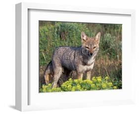 Argentine Grey Fox, Torres del Paine National Park, Chile-Art Wolfe-Framed Photographic Print