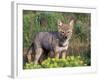 Argentine Grey Fox, Torres del Paine National Park, Chile-Art Wolfe-Framed Photographic Print