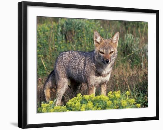 Argentine Grey Fox, Torres del Paine National Park, Chile-Art Wolfe-Framed Photographic Print